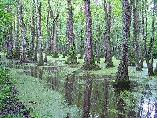 cypress-swamp-natchez-ms